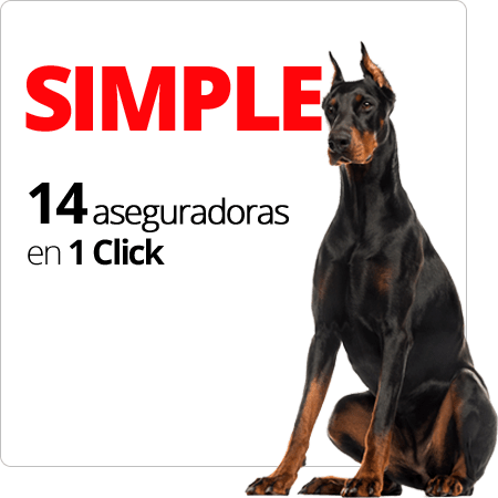 SIMPLE 14 aseguradoras en 1 Click